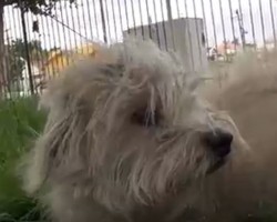 (Video) This Abandoned Dog Was Frightened When They Tried to Rescue Him But Then They Tried THIS…