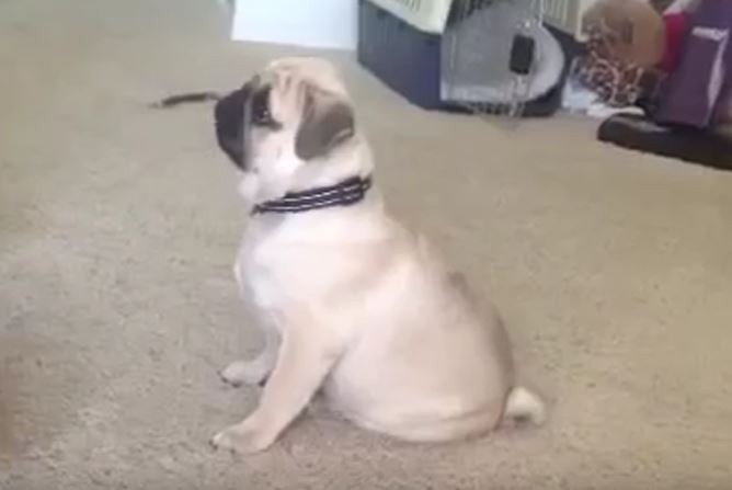 Smart Tricks Pug