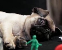 (Video) And the Oscar Nominees for the Best Pug Picture Are…