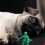 (Video) And the Oscar Nominees for the Best Pug Picture Are…
