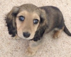 (Video) YouTuber Goes to Pick Up Her New Pup. How Cute and Innocent She Is? Be Still My Beating Heart!