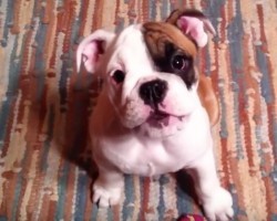 (Video) This is Proof that Bulldog Puppies Are Some of the Most Adorable Balls of Fluff Ever!