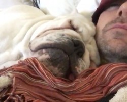 (Video) Snoring Bulldog is Fast Asleep on Dad and Doesn’t Want to Wake Up! LOL!