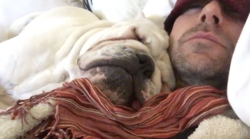 bulldog nap