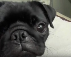 (Video) This Pug is Being Put to Sleep by a Car Ride. How He Says “Are We There Yet?” LOL, Poor Sleepy Baby!