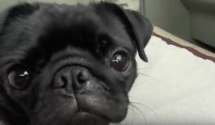 Pug pup car ride