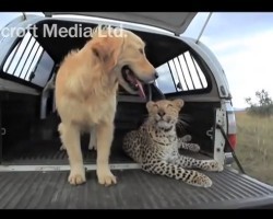 (Video) This Leopard and Dog Are BFF’s. How They Play Together? OMG, So Heartwarming!
