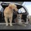 (Video) This Leopard and Dog Are BFF’s. How They Play Together? OMG, So Heartwarming!