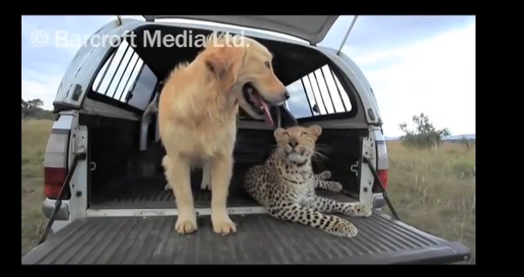 cheetah and dog