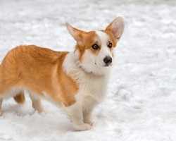 5 Surprising (Yet Fun) Facts About Corgis