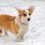 5 Surprising (Yet Fun) Facts About Corgis