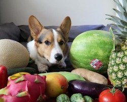 (Video) Corgi Tries Fruit for the First Time. Her Reaction? Priceless!