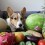 (Video) Corgi Tries Fruit for the First Time. Her Reaction? Priceless!