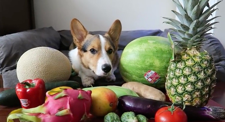 corgi fruit