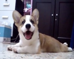 (Video) This Cute Corgi Compilation Redefines the Word “Adorable.” OMG, the Corgi at 4:50 is SO Sweet!
