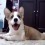 (Video) This Cute Corgi Compilation Redefines the Word “Adorable.” OMG, the Corgi at 4:50 is SO Sweet!