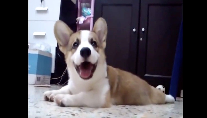 corgi fun