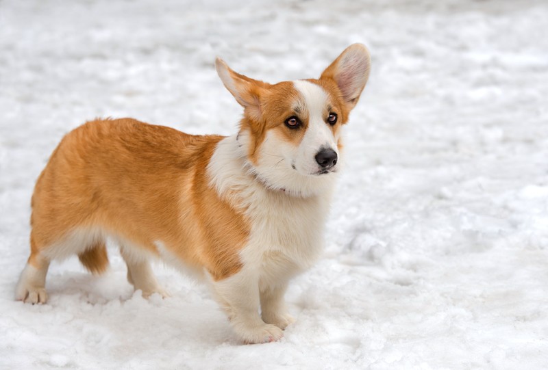 corgi