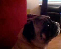 (VIDEO) When a Pug is Upset, You’re Never Going to Believe the Sounds He Makes…