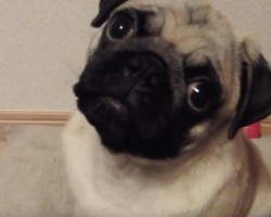 (Video) Pug is Ecstatic When Mom Talks to Her. Now How She Playfully Responds Back…