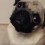 (Video) Pug is Ecstatic When Mom Talks to Her. Now How She Playfully Responds Back…