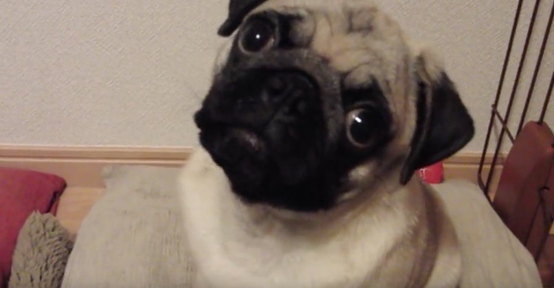 cute pug