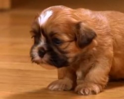 (Video) Attention: Viewer Discretion is Advised. This is Just too Cute!