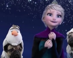 (Video) This Doug the Pug Disney Compilation Will Have Everyone Singing “Let it Go…” All Day Long!