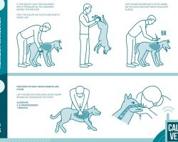 (Video) How to Properly Administer CPR to a Dog
