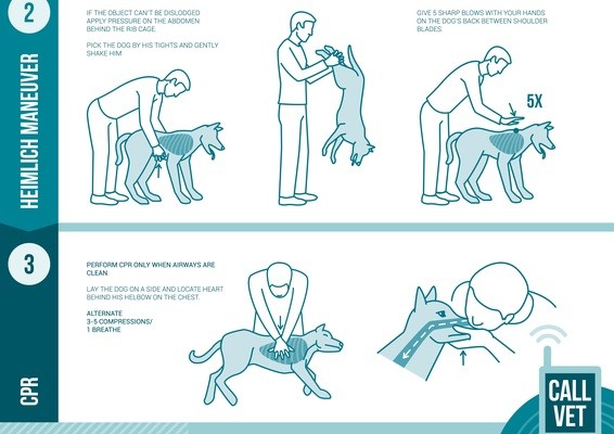 dog CPR