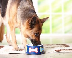 What a Dog Owner Can Do if She Has a Picky Eater