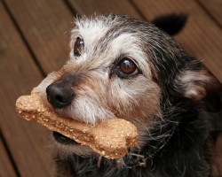 3 Unhealthy Ingredients to Look for in Doggie Treats
