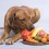 8 Surprisingly Dangerous Foods Dogs Should Never Eat (Beginning with Popcorn)