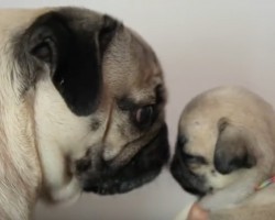 (Video) Doug the Pug Has the Best Time Ever… Playing With Pug Puppies! What Can be Cuter Than This?!