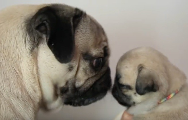 doug pug with pug puppies