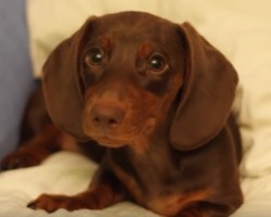 (Video) This Doxie Has Serious Attitude. How Dad Tries to Keep Her in Line? OMG, Too Funny!
