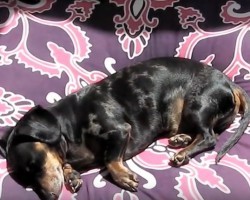 (Video) Know How to Make Doxie Pillow Sandwich? This Video Shows Us How and it’s SO Cute!