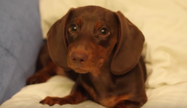 sassy doxie