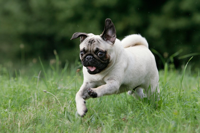 pug running in grass