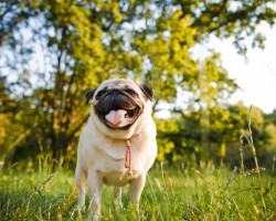 Discovering Which National Parks Are Ideal for Fido