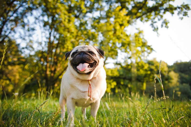 pug park