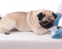 10 Ways to Care for a Dog Who’s Immobile