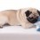 10 Ways to Care for a Dog Who’s Immobile
