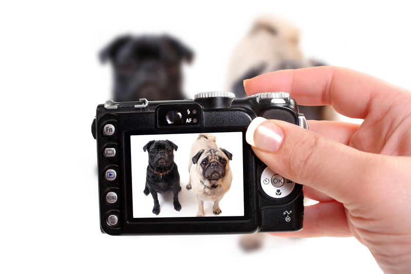 camera taking pictures of pugs