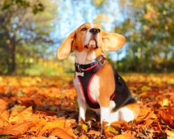 3 Ways to Get Fido Ready for the Fall Time