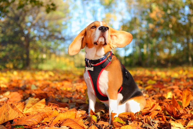 fall beagle doggie
