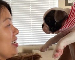 (Video) Thoughtful Brother Surprises His Sister With a Frenchie. I Can’t Get Over Her Freak Out Moment Over This Adorable Puppy!