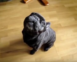 (Video) This Frenchie’s Howl is Unlike Anything Anyone Has Ever Heard! Just Listen: