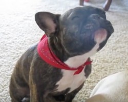 (Video) This Frenchie Has a Career Ahead of Her in Show Tunes! She Sure Can Sing, LOL!