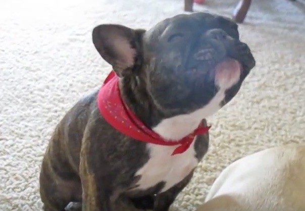 frenchie sings